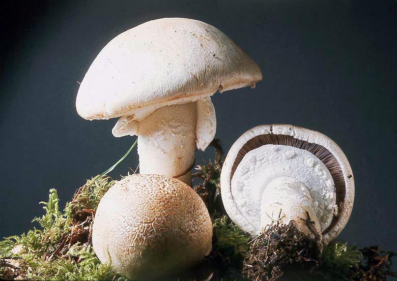 Agaricus nivescens